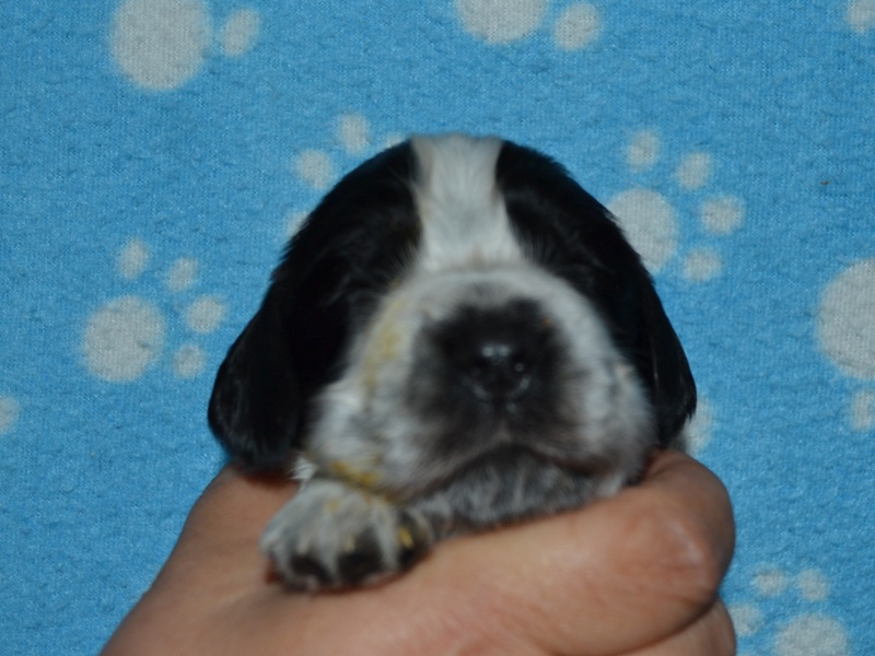 2.pejsek-sv. zelená dt..JPG